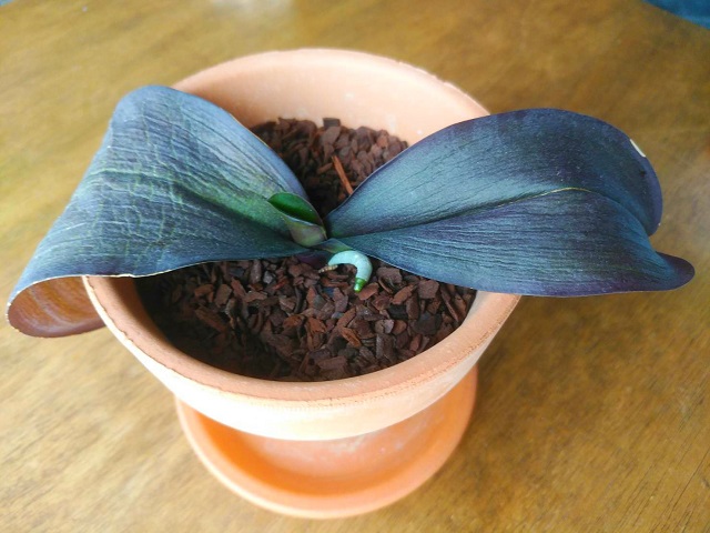 花に任せる 時に委ねる 逢いことば 占いカウンセリング フラワーエッセンス