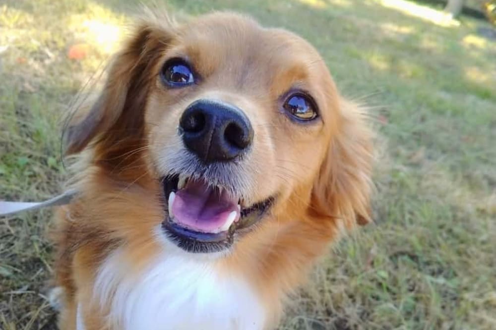 愛犬のためのホリスティックケア講座